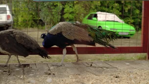 Due pavoni dardo da un lato all'altro in una gabbia in una fattoria. Animali di piume nella penna — Video Stock