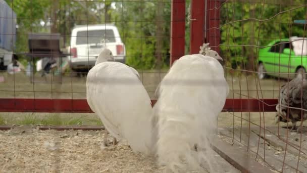 Dois pavões brancos em uma jaula em uma fazenda. Animais de penas na caneta — Vídeo de Stock