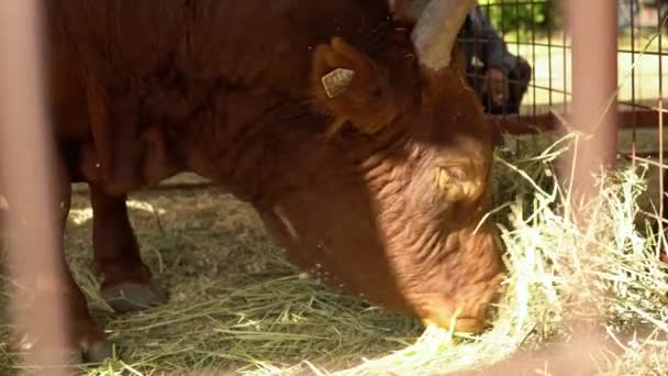Kafesteki kahverengi bir boğa kuru saman yer. Çiftlik hayvanı — Stok video