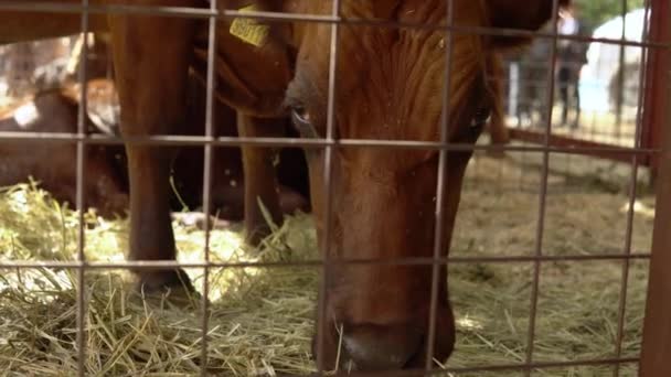 Brązowy byk w klatce zjada suche siano. Zwierzęta gospodarskie — Wideo stockowe
