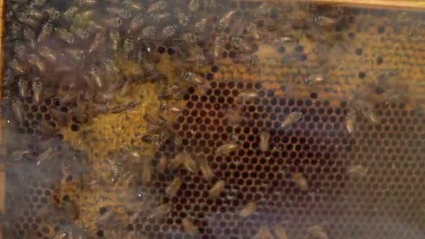 Méhkas átlátszó fallal. Nagy méhrajok. Nagyon sok méh mászik az üveg mögött. Méhsejt mézzel — Stock videók