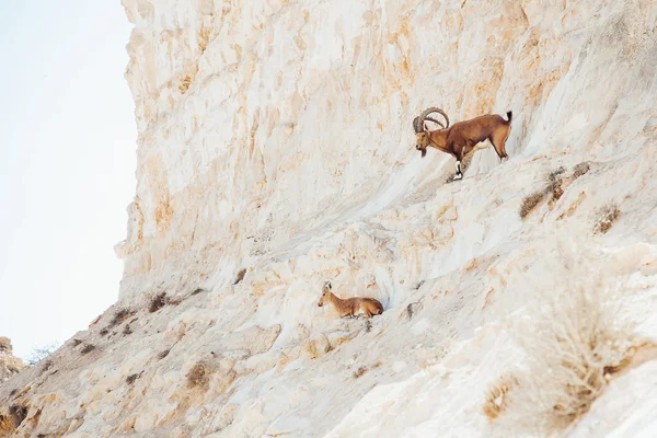 Pair of Nubian Ibex in the heels.  Ein Avdat National Park. Negev desert in Israel. — Stock Photo, Image