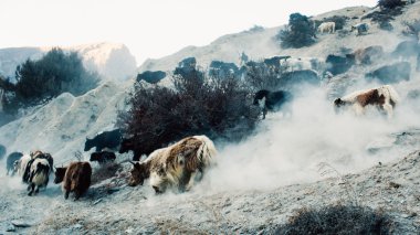 Yaks dağlarda - Himalaya köylünün hayvancılık hayvan sürüsü.