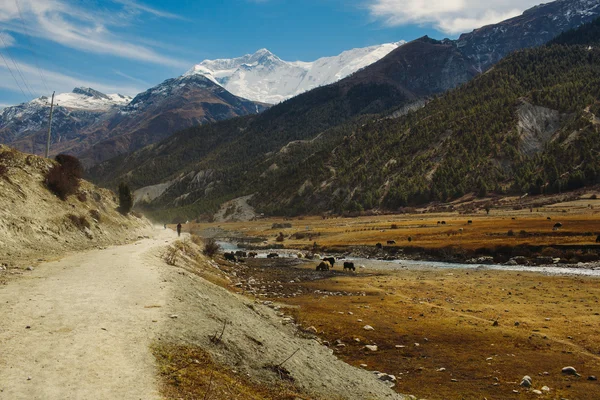 Ismarlayarak Annapurna dağ Nepal giden yolda. Annapurna yürüyüş yolu. — Stok fotoğraf