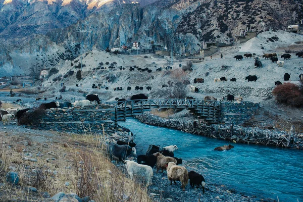 Herd of yaks forced the mountain river. Yak - the first livestock animal of  villagers  in Himalaya. — Stock Photo, Image