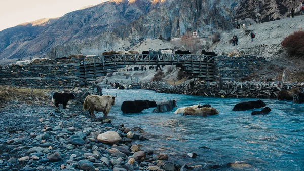 Stádo jaků v horách - zvíře dobytek vesničanů v Himalájích. — Stock fotografie