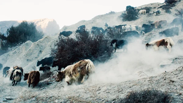 Yaks dağlarda - Himalaya köylünün hayvancılık hayvan sürüsü.
