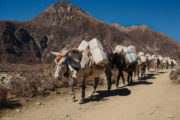 Mountain track round Annapurna in Nepal. Donkey caravan on the mountain road