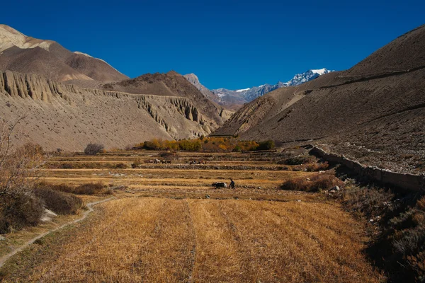 Plowman treat his land in Himalayas with yak and old style manual plow.  Picturesque view on the trekking path to Annapurna mountain — Stock Photo, Image