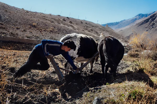 Plowman tratar sua terra no Nepal Himalaia com iaque e arado manual de estilo antigo. Vista pitoresca sobre o caminho de trekking para a montanha Annapurna — Fotografia de Stock