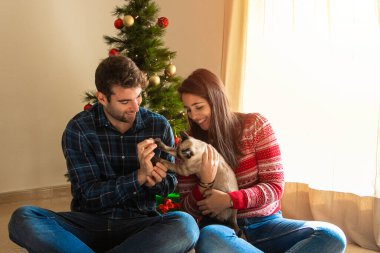 Arka planda Noel ağacı olan bir kediyle oynarken gülümseyen genç çift