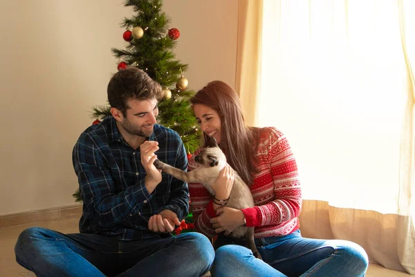 Jeune Couple Souriant Jouant Avec Chat Avec Arbre Noël Arrière — Photo