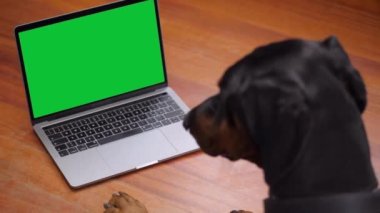 Büyük Köpek Yeşil Ekran Laptop Kullanıyor