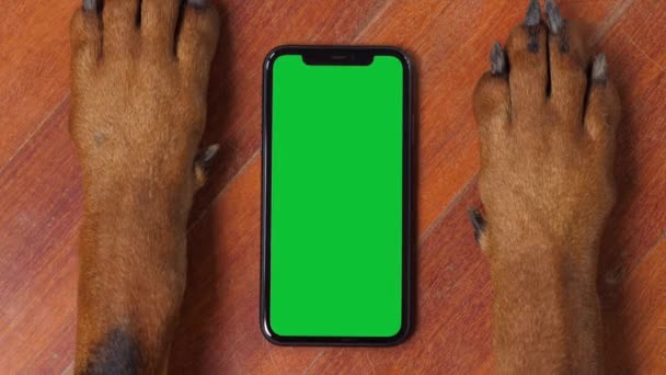 Cão grande usando um smartphone Greenscreen — Vídeo de Stock