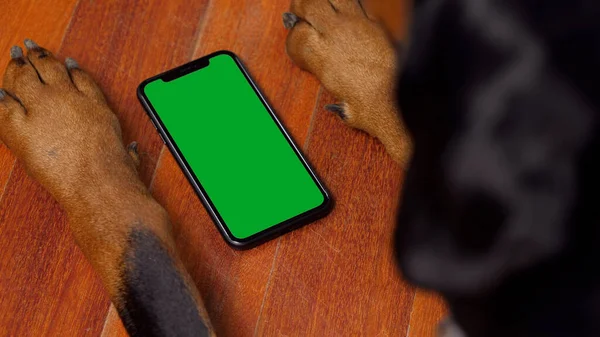 Büyük Köpek Yeşil Ekran Akıllı Telefonu Kullanıyor