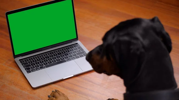 Perro grande usando una computadora portátil de pantalla verde — Foto de Stock