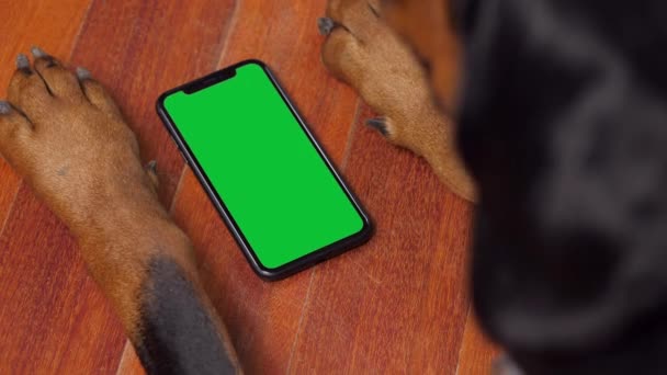 Grote hond met behulp van een Greenscreen Smartphone — Stockvideo