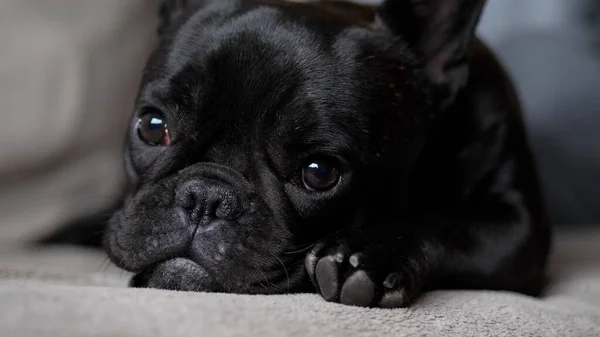 Leuke Franse Bulldog liggend op de bank — Stockfoto