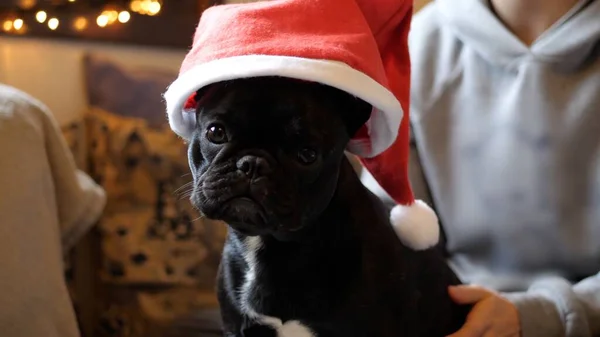 Komik Fransız Bulldog 'u Noel Baba şapkası takıyor