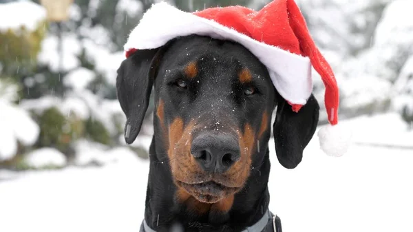 Karda Noel Baba şapkası takan komik bir doberman.