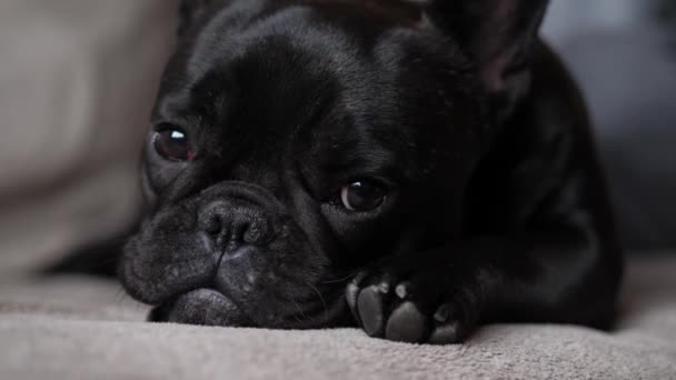 Niedliche französische Bulldogge liegt auf dem Sofa — Stockvideo