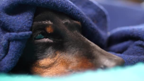 Dachshund adormilado lindo que descansa debajo de la manta — Vídeos de Stock