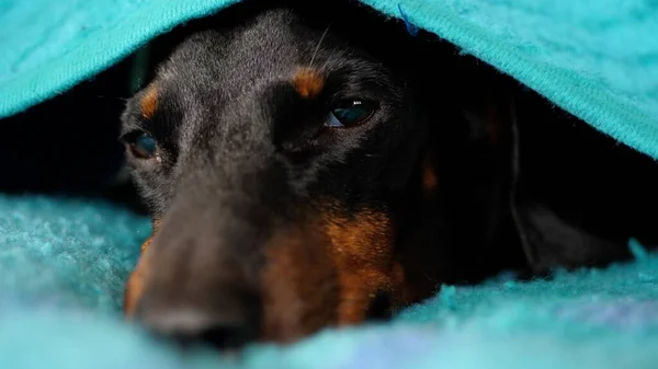 Schattig slapen Dachshund rusten onder de deken — Stockfoto