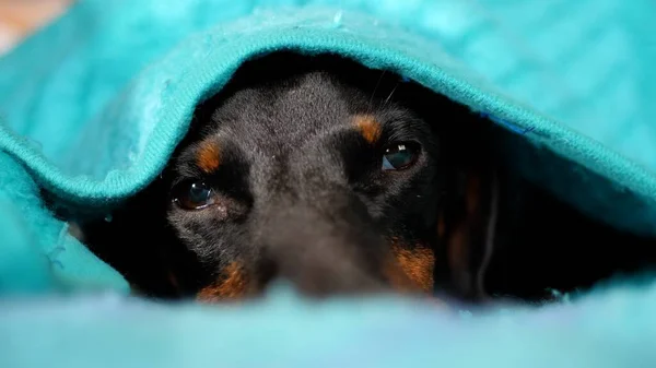 Schattig slapen Dachshund rusten onder de deken — Stockfoto