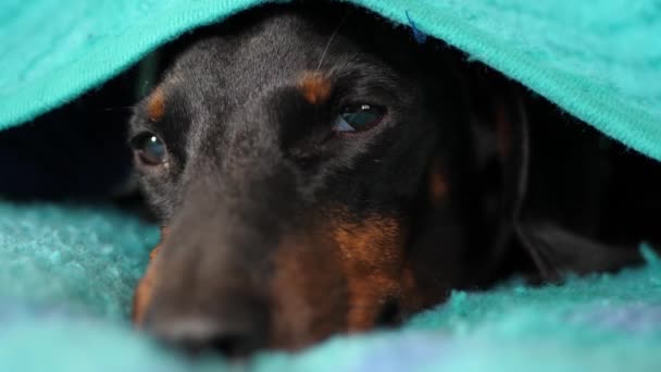 Милая Сонная такса отдыхает под одеялом — стоковое видео