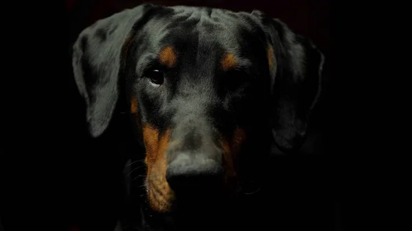 Dobermann serio che guarda la macchina fotografica — Foto Stock