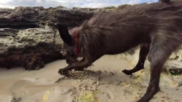 Schattig hondje Genieten aan zee — Stockvideo