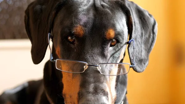 Gözlük takan komik düşünceli köpek.