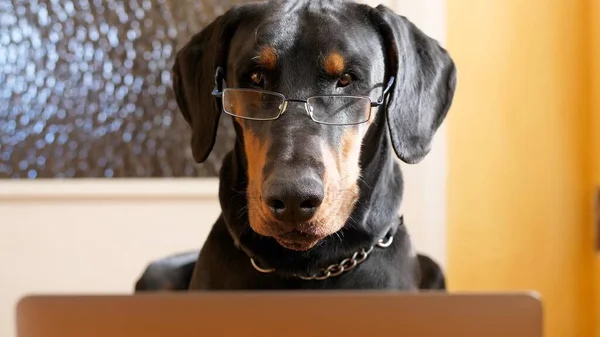 Grappige Dobermann werkt aan zijn laptop — Stockfoto