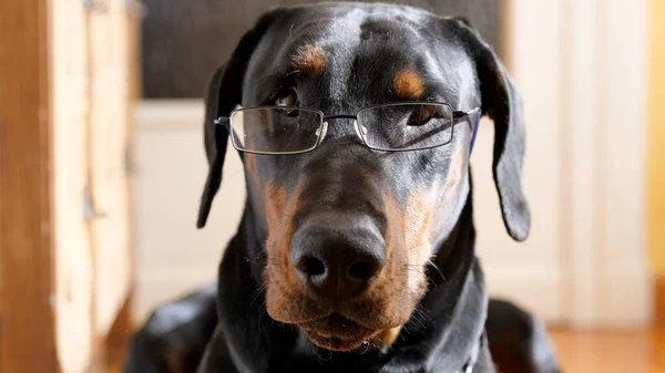 Gözlük takan komik düşünceli köpek.