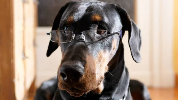 Gözlük takan komik düşünceli köpek.