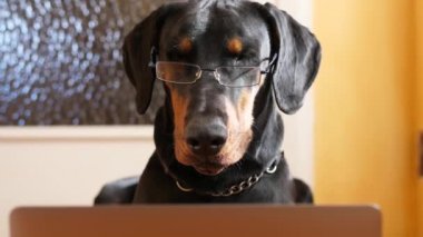Komik Dobermann laptopuyla uğraşıyor.