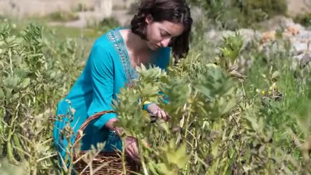 Молодая красивая итальянка собирает овощи, широкие бобы, в Южной Италии — стоковое видео