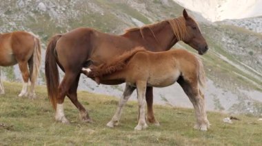 Bir Vahşi At Colt 'unu Besliyor, Yakın plan