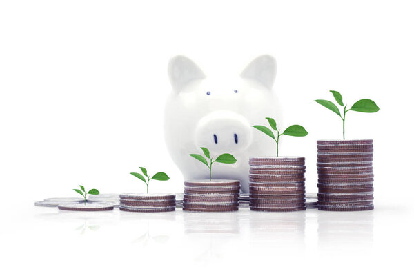 Rows of Thai coins with tree,Baht coins with piggy bank. Save money Concept for business, education and financial investment isolated on white background.