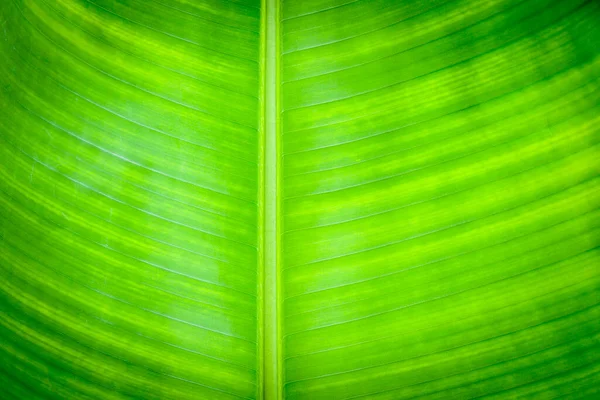 Крупный План Зеленого Бананового Листа Текстуры Абстрактного Фона Подсветки Свежей — стоковое фото