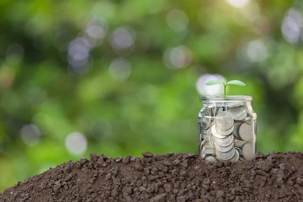 A glass jar with full coins and plant growing on top with soil to show concept saving money, land and house, education for child and investment isolated on light bokeh background.