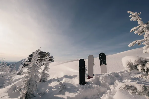 Snowboards Står Snö Pulver Vinter Snö Cowered Skog Och Kullar — Stockfoto