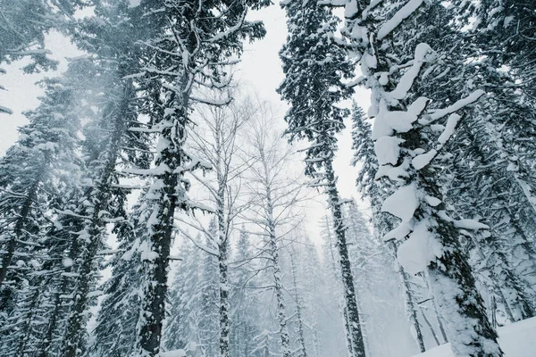 Pinete Foresta Neve Giorno Inverno — Foto Stock