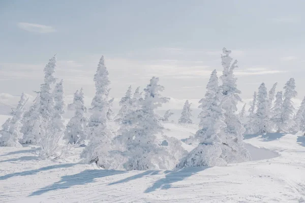 Bosque Pinos Cubiertos Nieve Congelados Paisaje Cima Montaña Día Frío —  Fotos de Stock