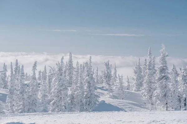 Alberi Abete Rosso Ghiacciato Ricoperti Neve Nella Foresta Invernale Nuvole — Foto Stock