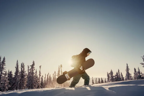 Silhuett Snowboarder Promenader Snöiga Pulver Nära Gran Träd Skog Täckt — Stockfoto