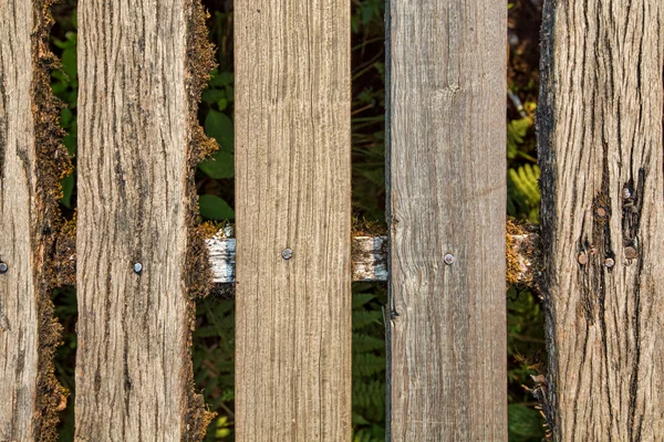 Strom pahýl textury pozadí — Stock fotografie