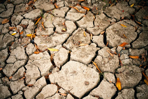 Dried earth and leaves