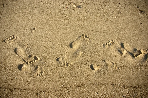 Pegadas na areia na costa — Fotografia de Stock