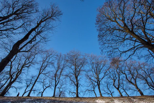 Abstrakt park och träd — Stockfoto